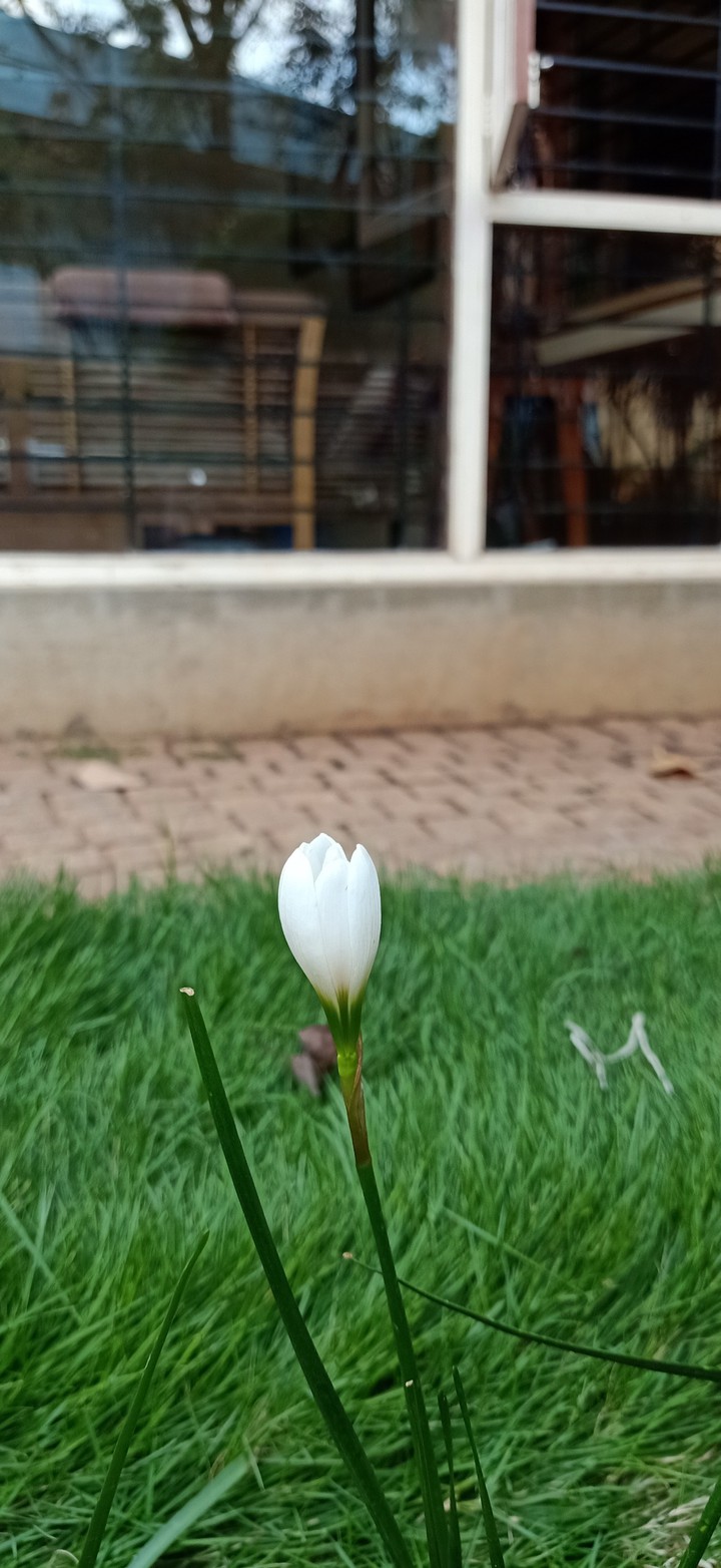 Lilly flower.