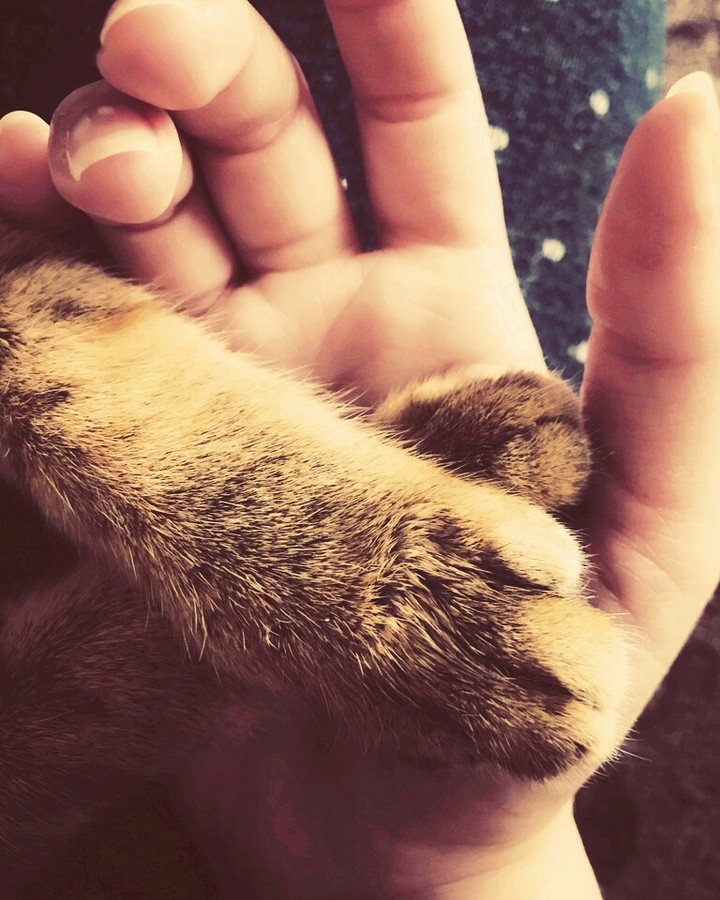 это мой котик