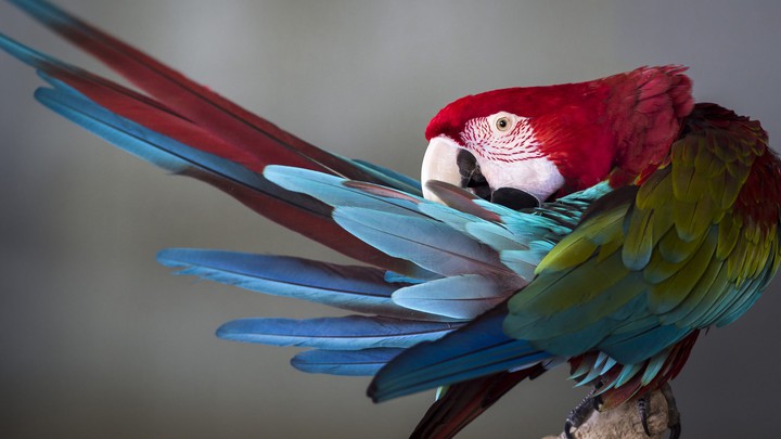 parrot