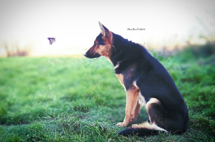 Dog & batterfly