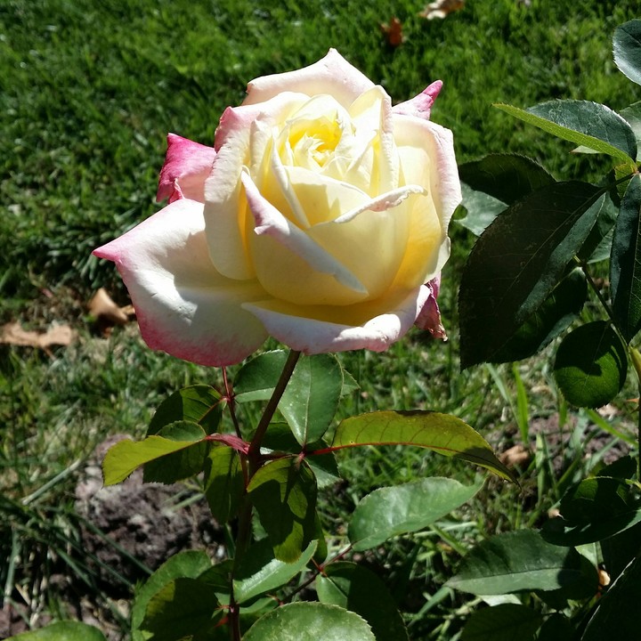 Flower