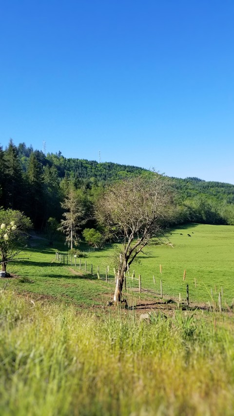 nature with cows