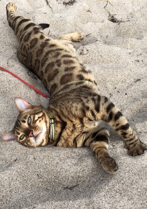 sfondi felidae, vertebrate