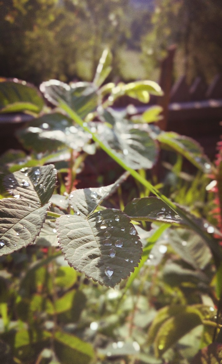 Rain drop