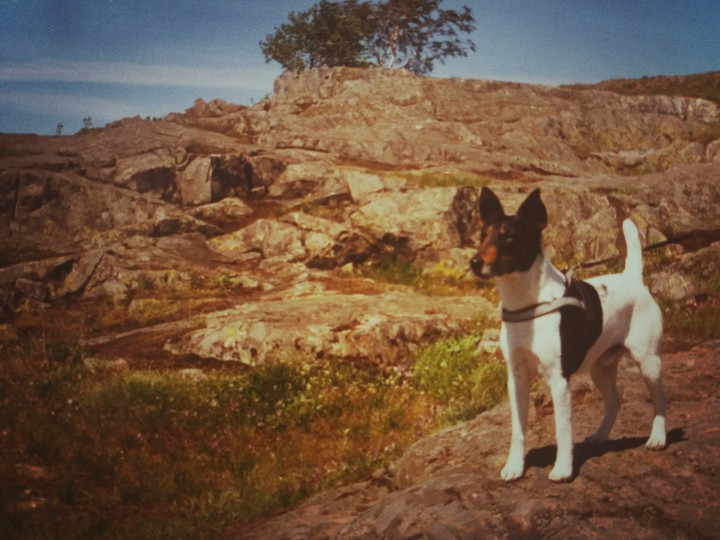 dog on rock