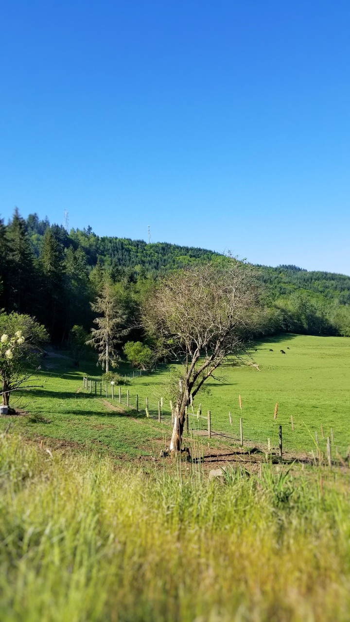 nature with cows