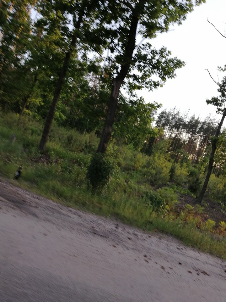 Лес.