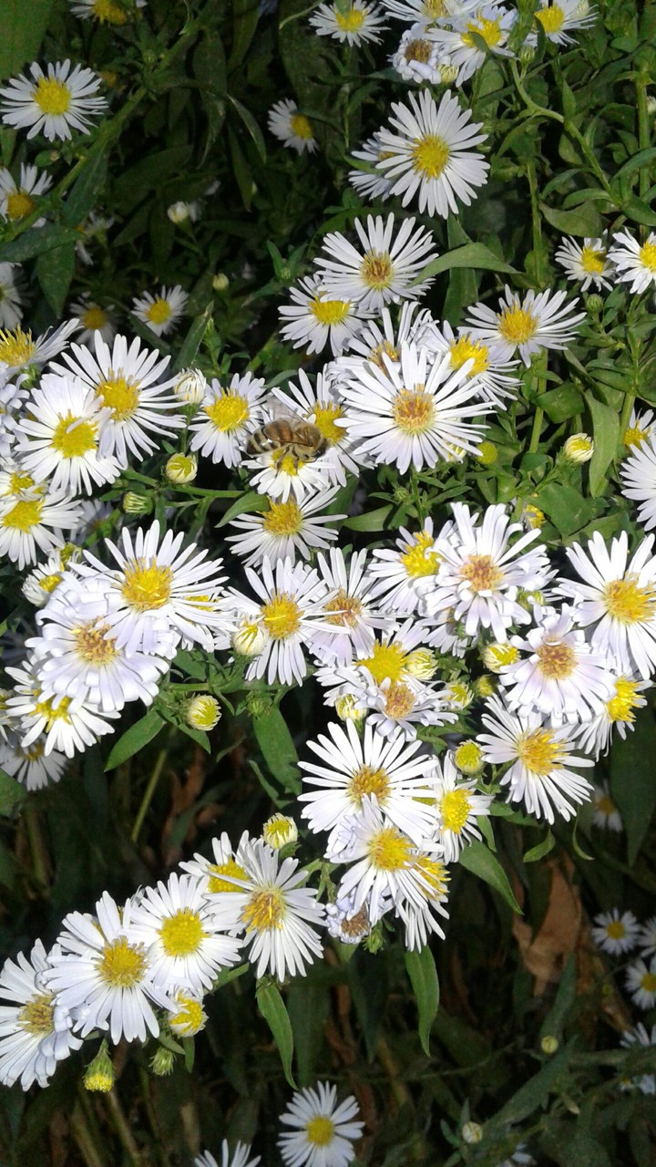daisy and bee
