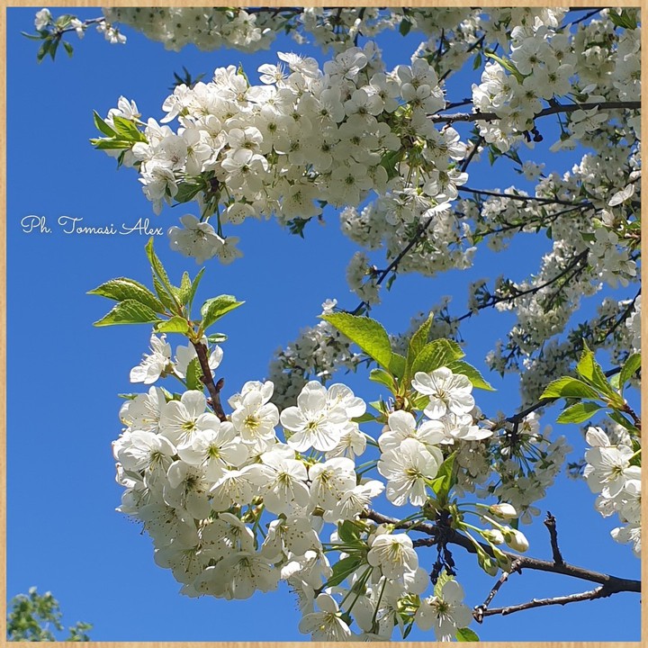 White bloom