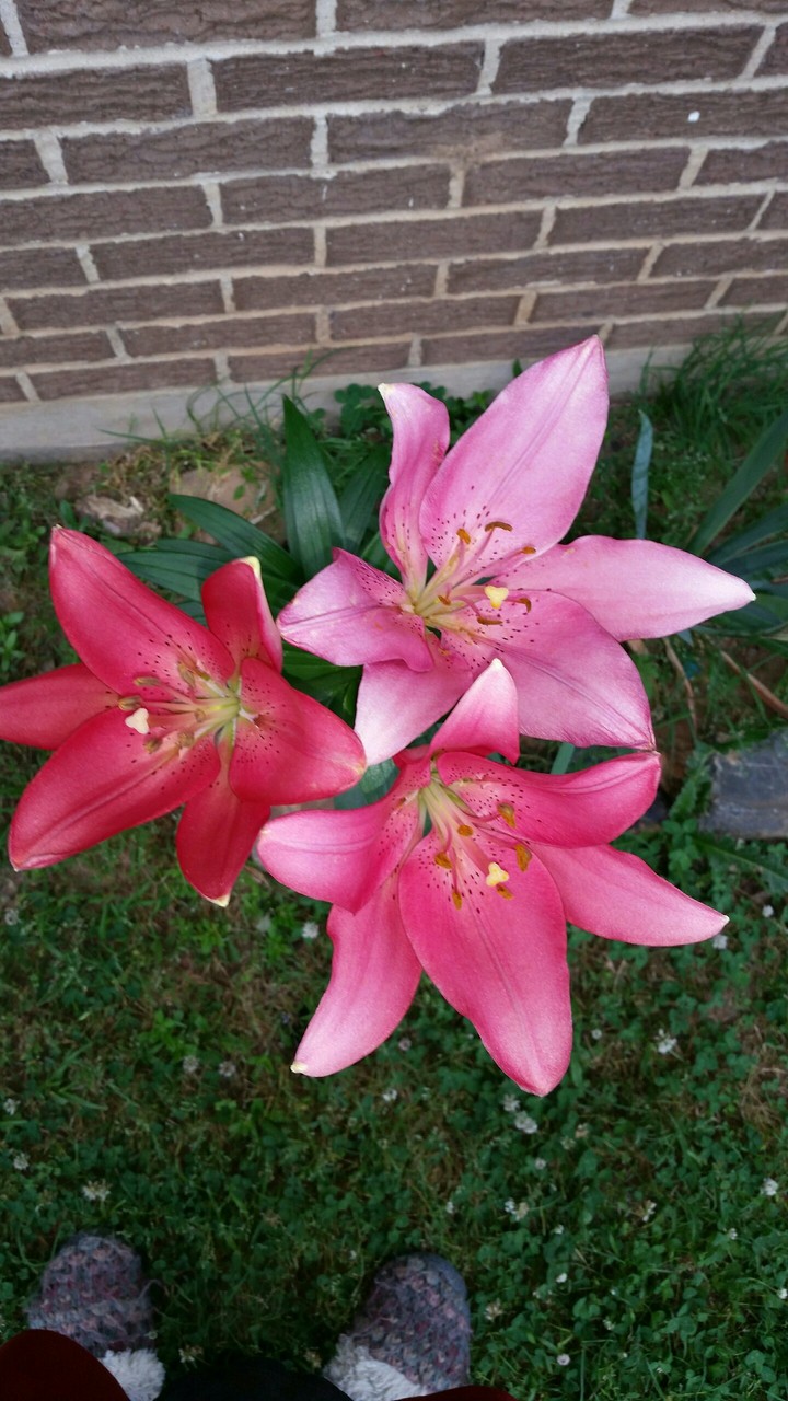 Flowers