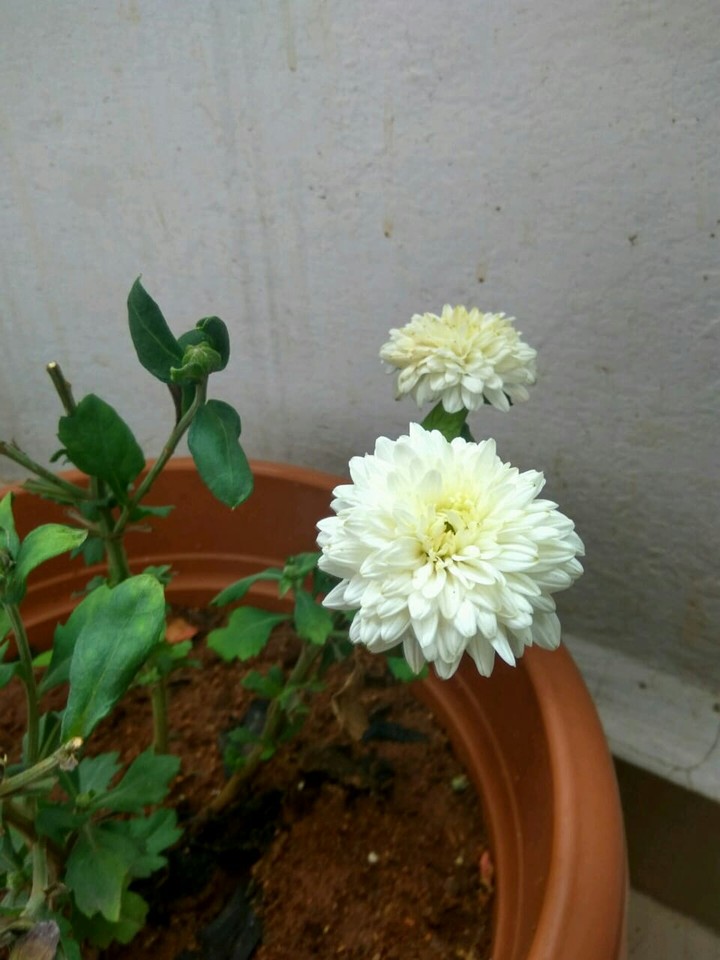 Plant life