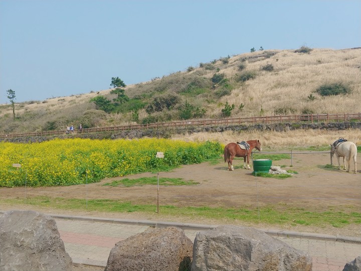 제주도