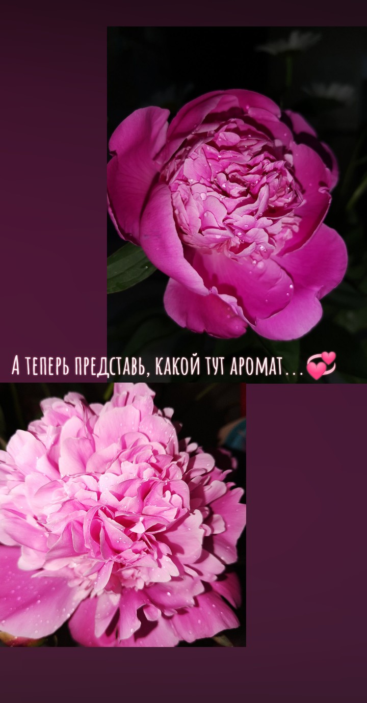 Пионы