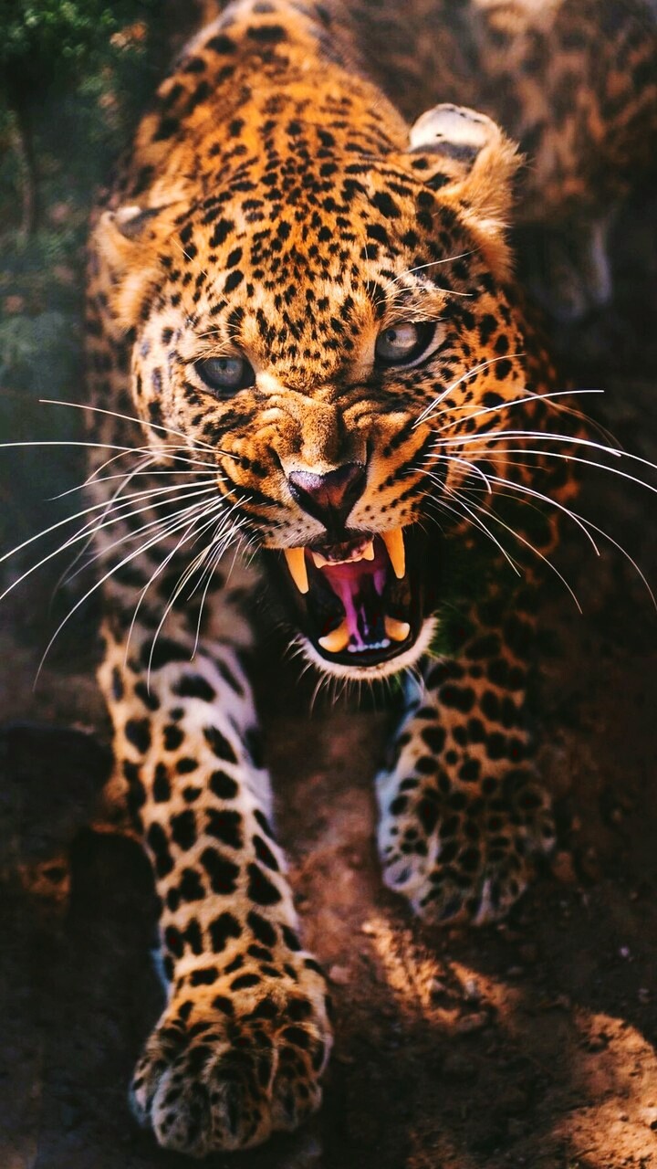 Roarrr