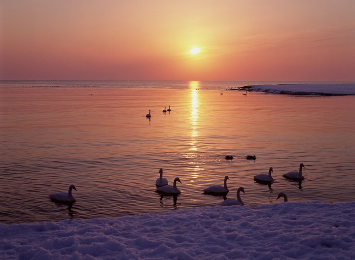 Birds