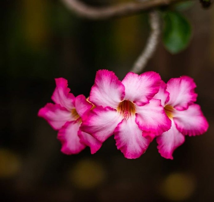 adenium