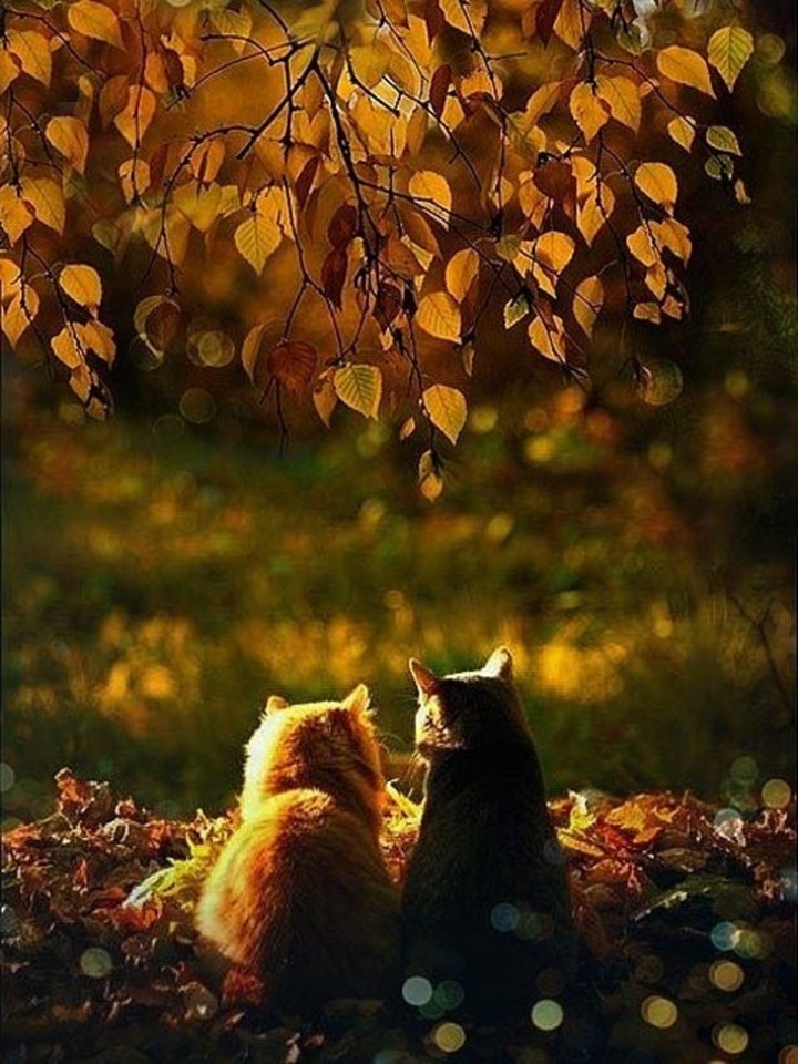 ? Two Cats