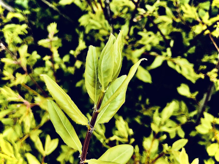 plant