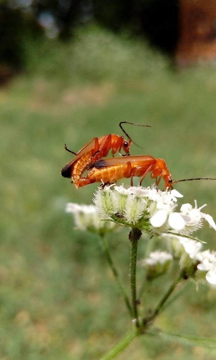red soldier beetles