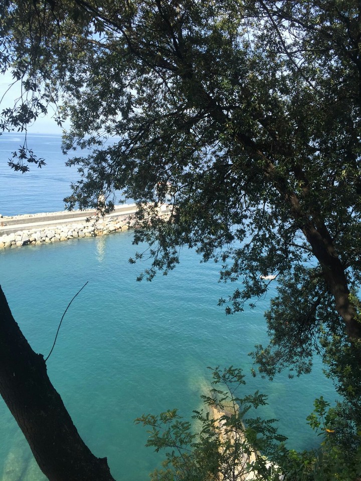 tree looks at the ocean