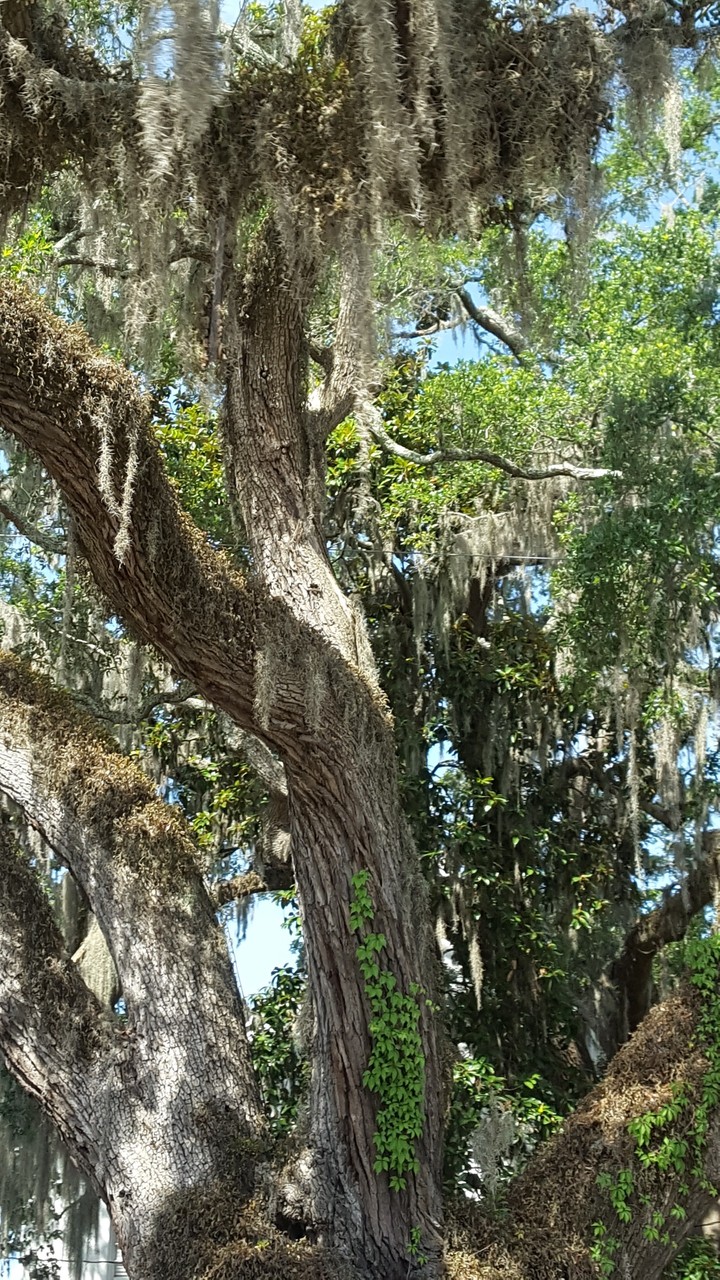 willow_tree