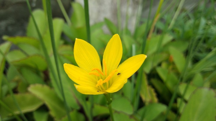 #yellow#lily#bug