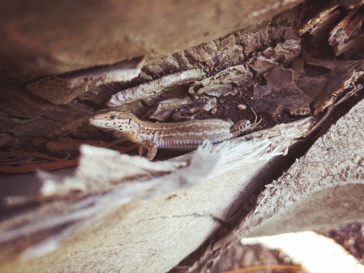 Gekko