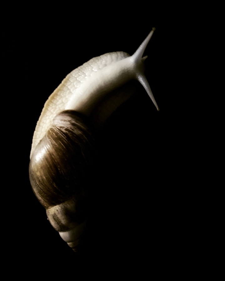The snail Achatina