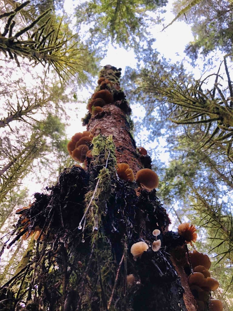 Trees