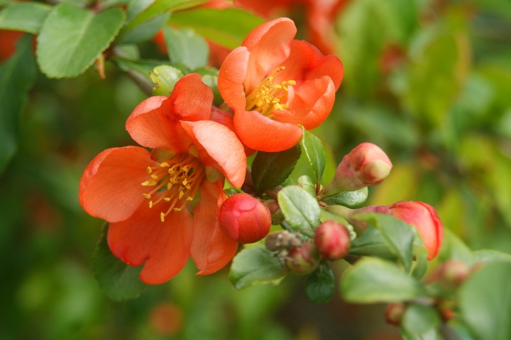 Gentle orange
