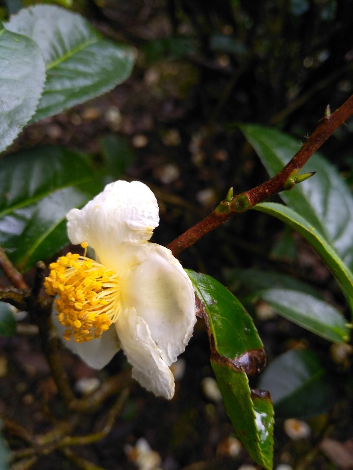 茶花