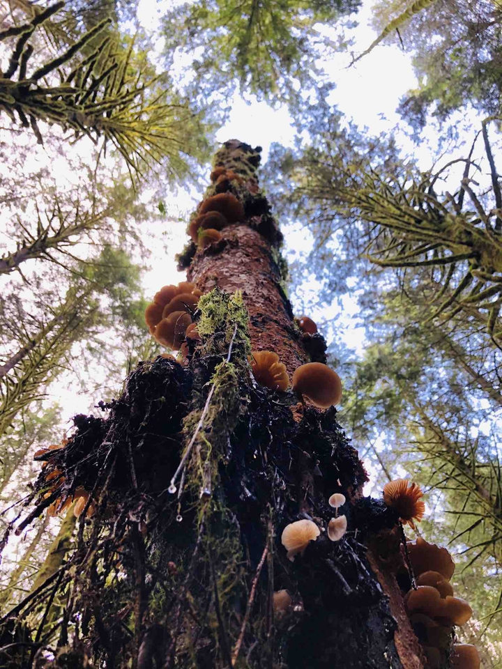 Trees