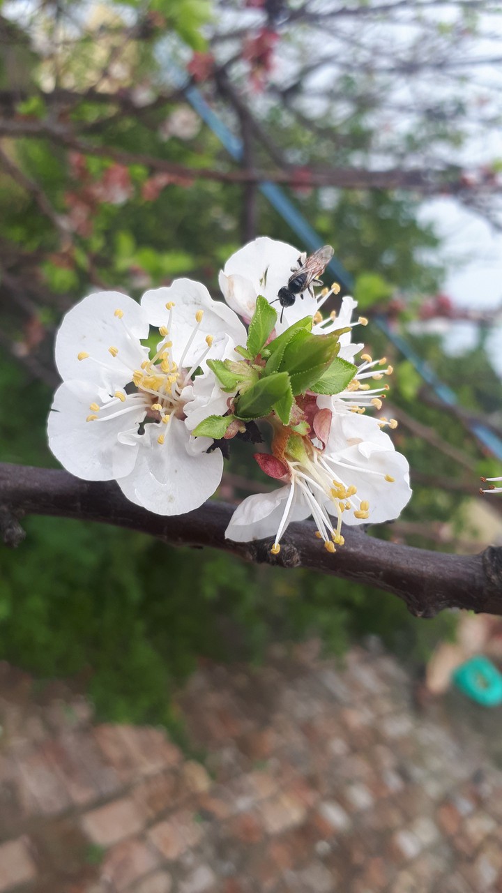 spring