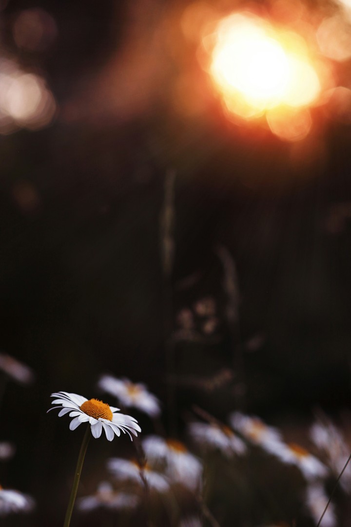 I Will Follow You Into The Dark