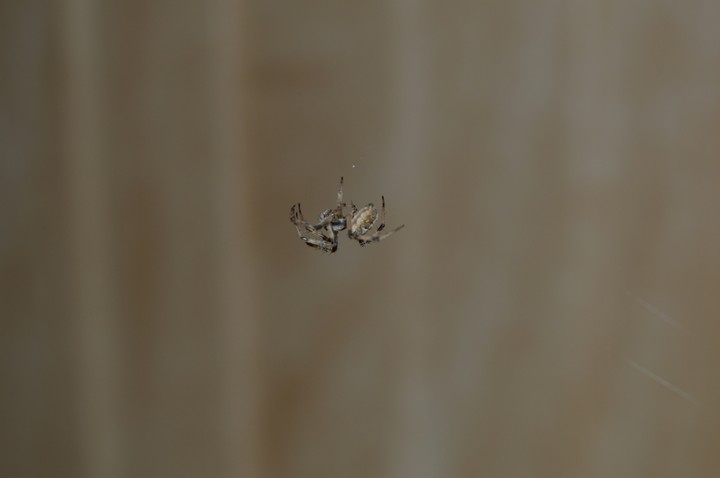 spider