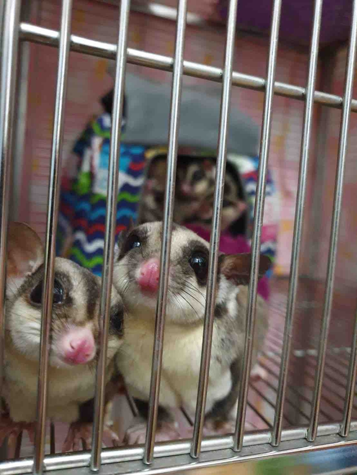 sugar glider 蜜袋鼯