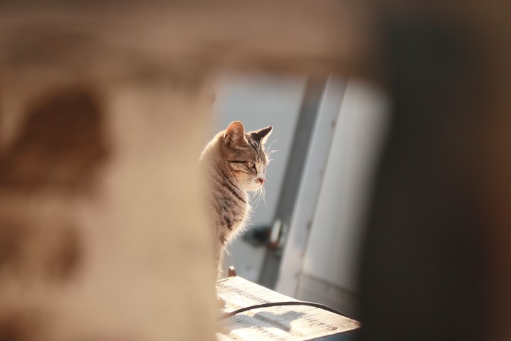 길 고양이