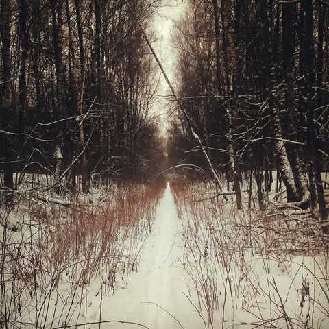 winter forest. moscow. lost district