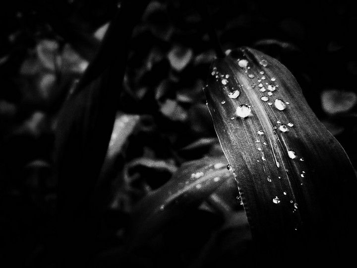 Rain drops