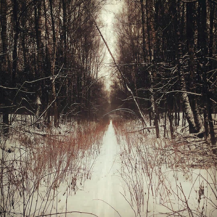 winter forest. moscow. lost district