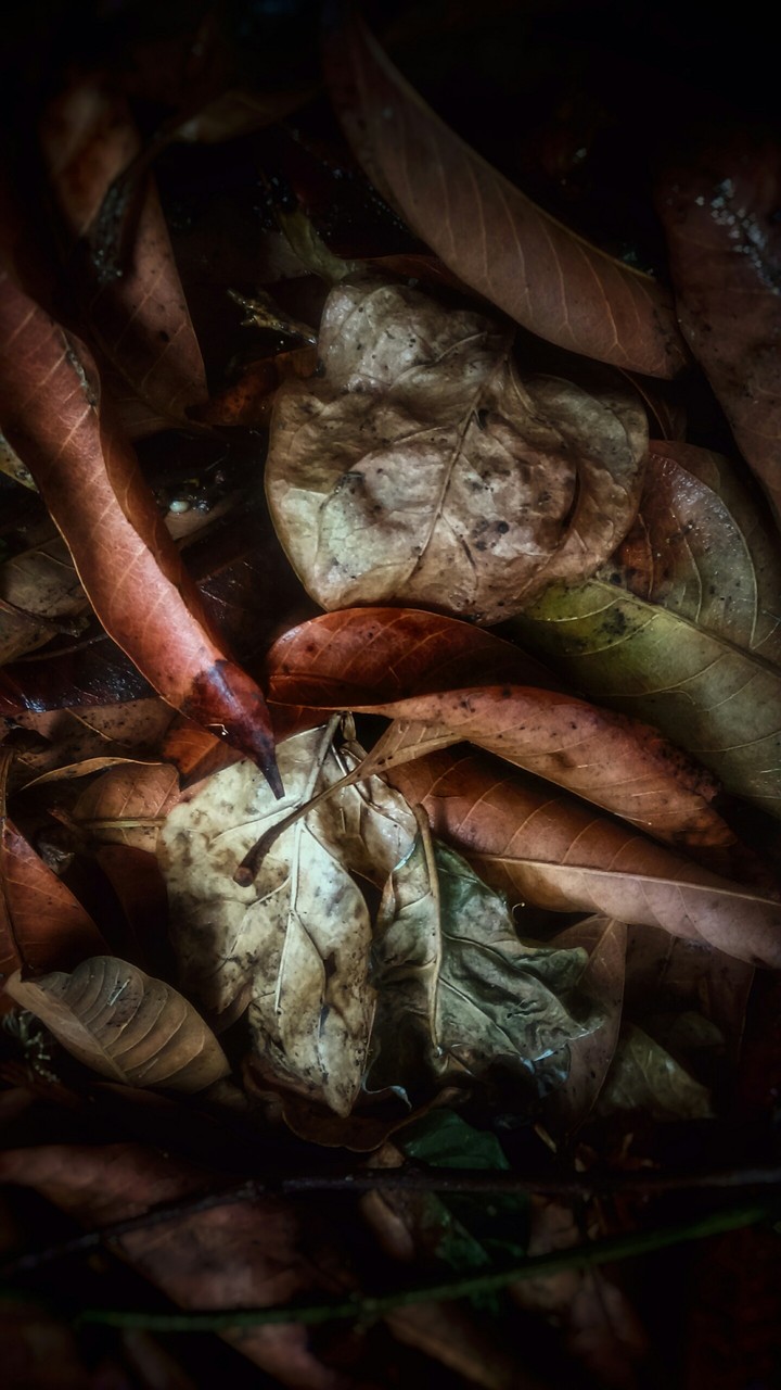 Naturography