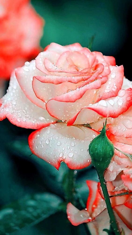 Nice carnations.