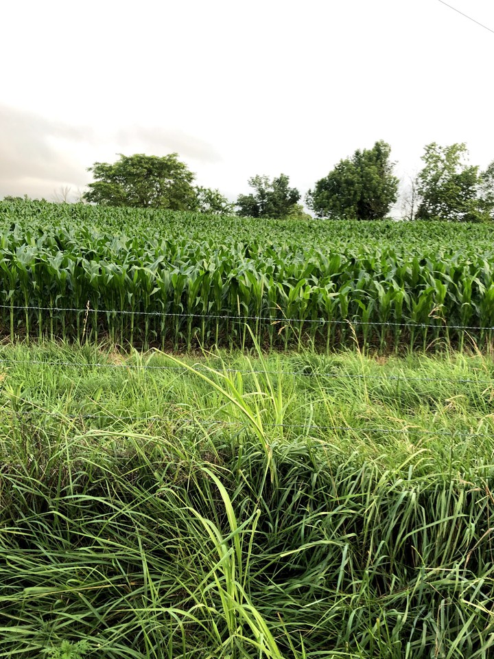 where the corn grows