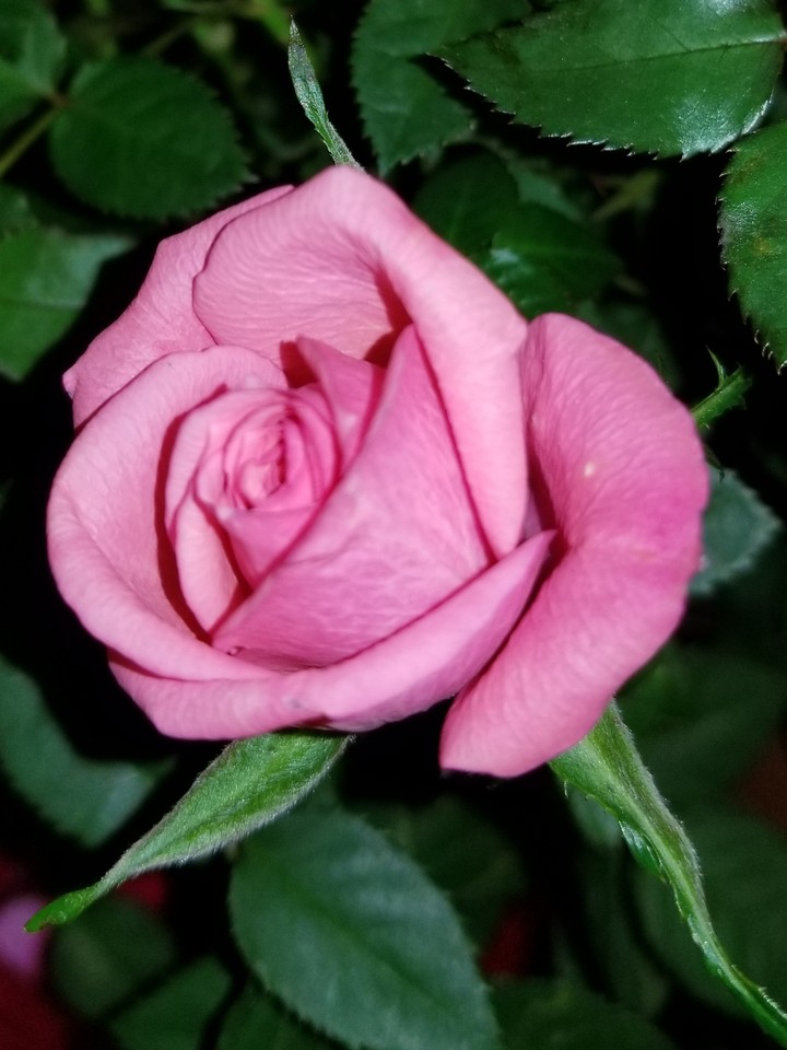 spring time rose