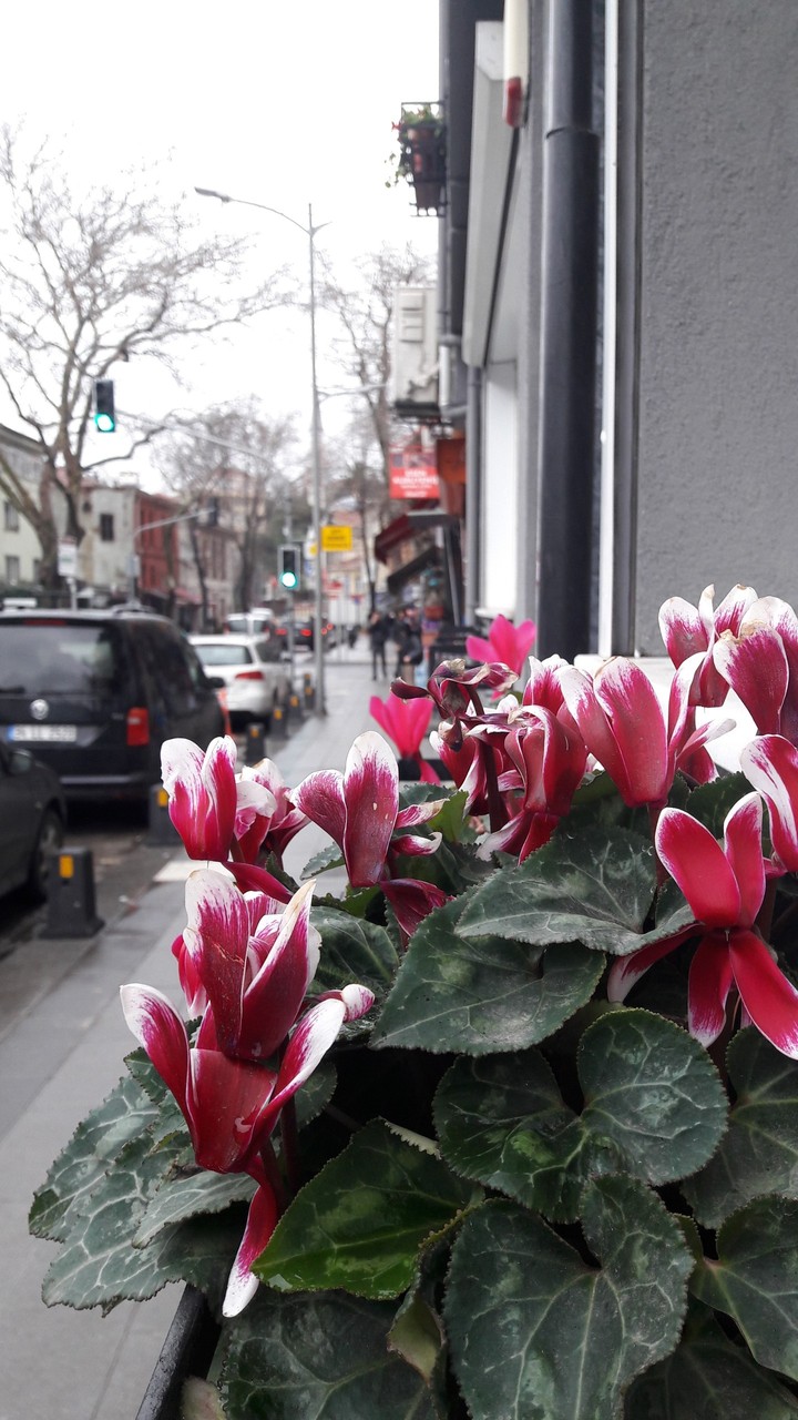 Beauty Flower