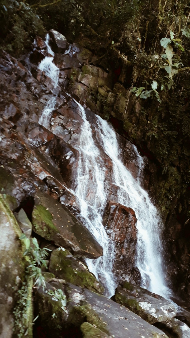cachueira perto da praia de matinhos