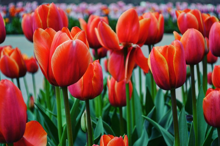What can be more beautiful than a field of red tulips ?