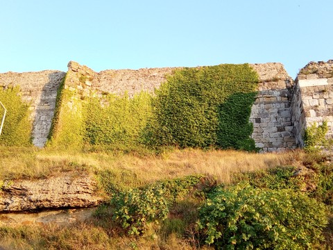 stoneplantt