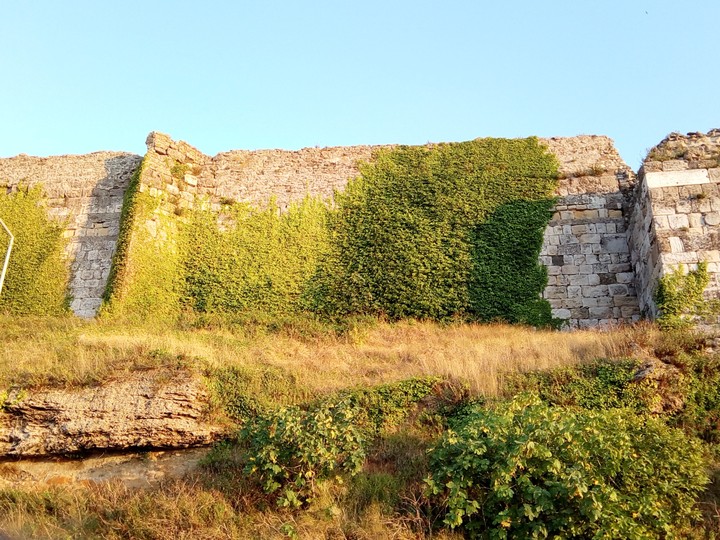 stoneplantt