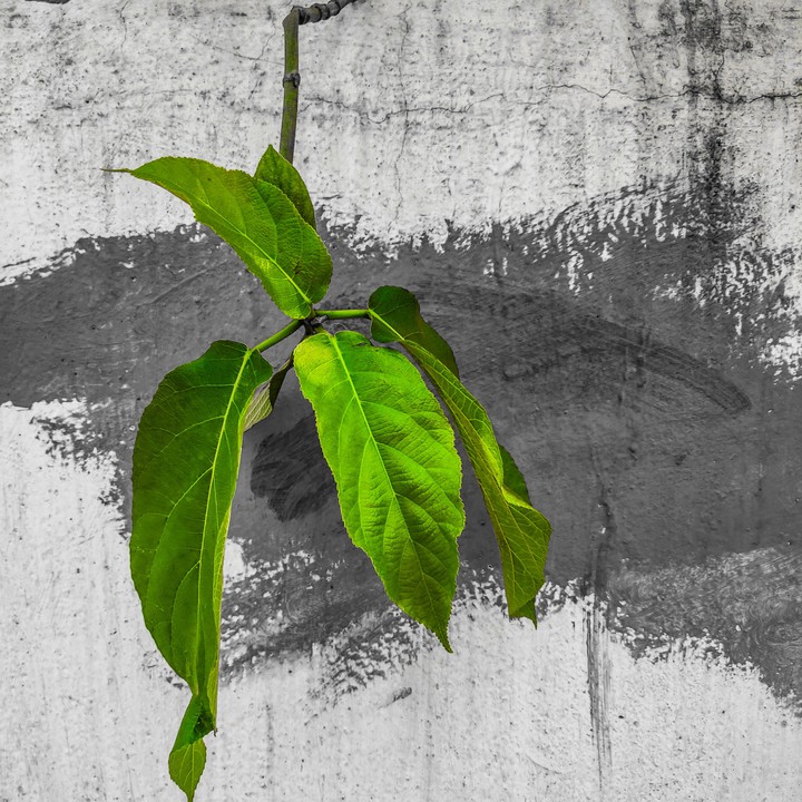 green leaf